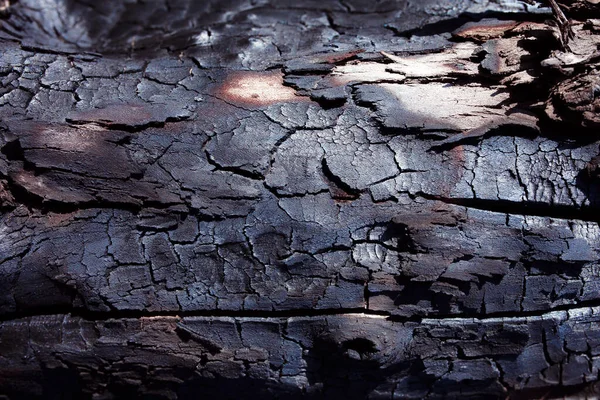 Old Tree Bark Texture Background — Stock Photo, Image