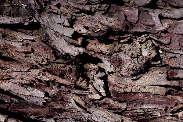 Vecchio Albero Corteccia Texture Sfondo — Foto Stock