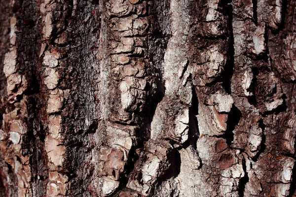 Old Tree Bark Texture Background — Stock Photo, Image