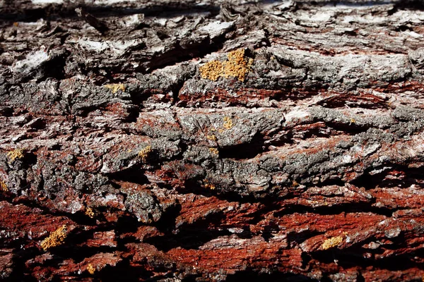 Vecchio Albero Corteccia Texture Sfondo — Foto Stock