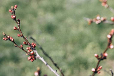 Bahçedeki güzel çiçekler