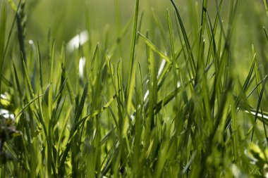 Çiyli yeşil çimen