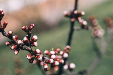 Bahçedeki güzel çiçekler