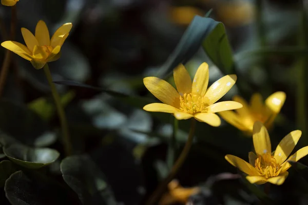 Красива Жовта Квітка Саду — стокове фото