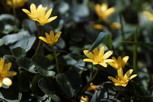 Bahçedeki Sarı Çiçekler — Stok fotoğraf