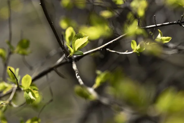 Grüne Blätter Wald — Stockfoto