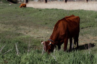 Yeşil çayırdaki inek.