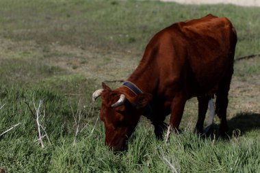 Yeşil çayırdaki inek.