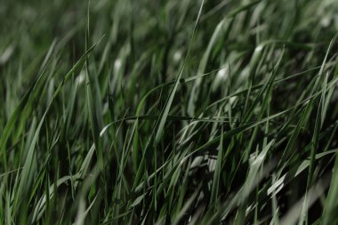 Çiyli yeşil çimen