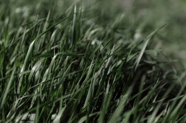 yeşil çimen dokusu arkaplanı