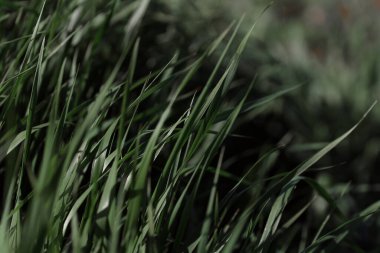 Çiyli yeşil çimen