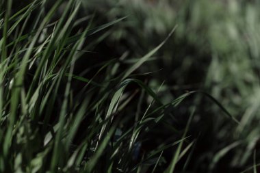 Çiyli yeşil çimen