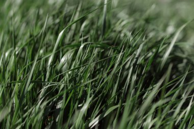 yeşil çimen dokusu arkaplanı