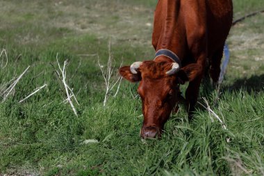 Yeşil çayırdaki inek.