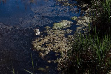 yeşil bitkiler ile nehir