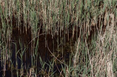 yeşil bitkiler ile nehir