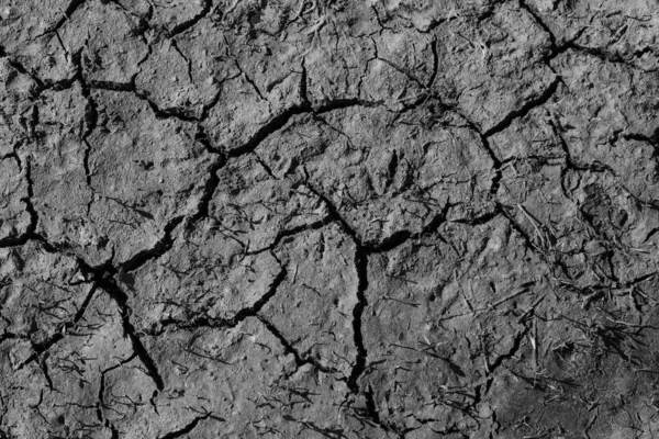 Çölde çatlamış toprak