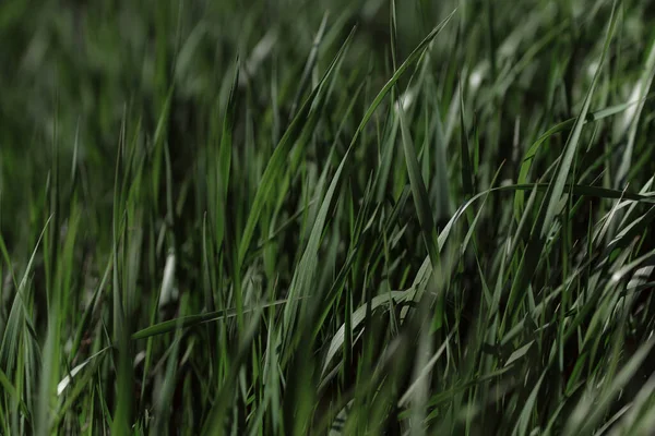 yeşil çimen dokusu arkaplanı