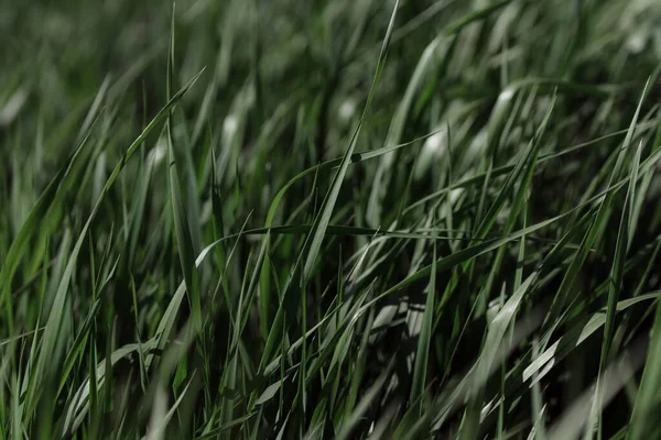 Çiyli yeşil çimen