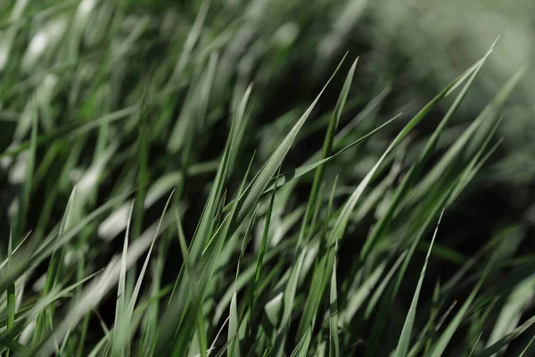 Çiyli yeşil çimen