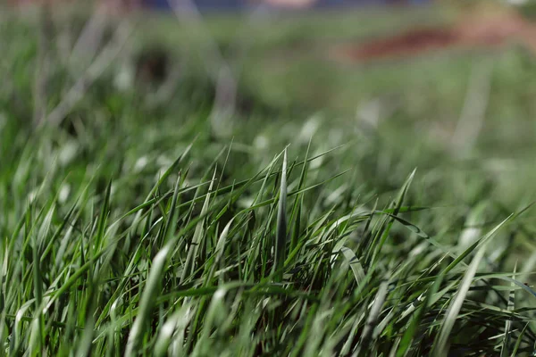 Yere çiğ damlaları damlayan yeşil çimenler