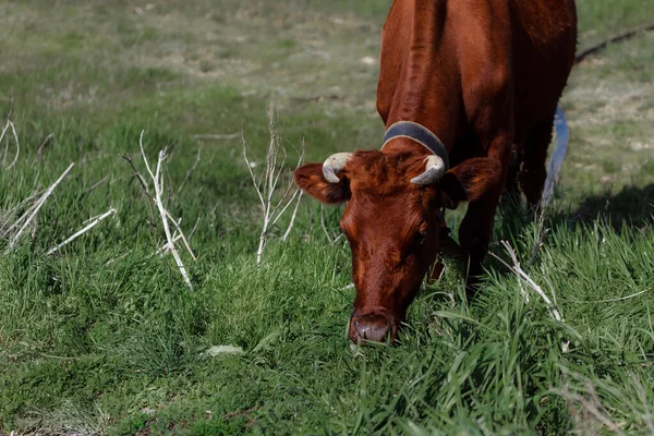 Yeşil çayırdaki inek.