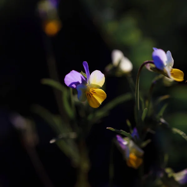 Flores Bonitas Jardim — Fotografia de Stock