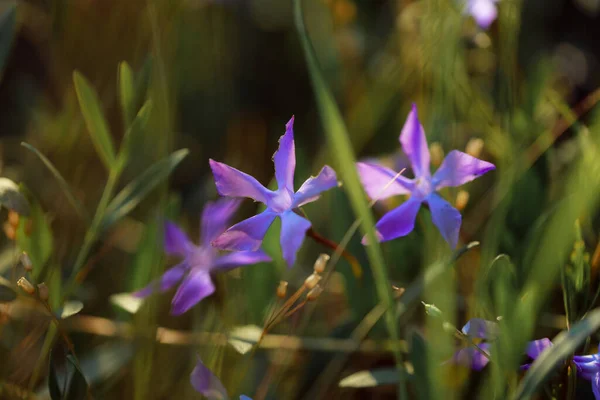 Mooie Bloemen Tuin — Stockfoto