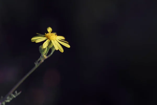 Schöne Blumen Garten — Stockfoto