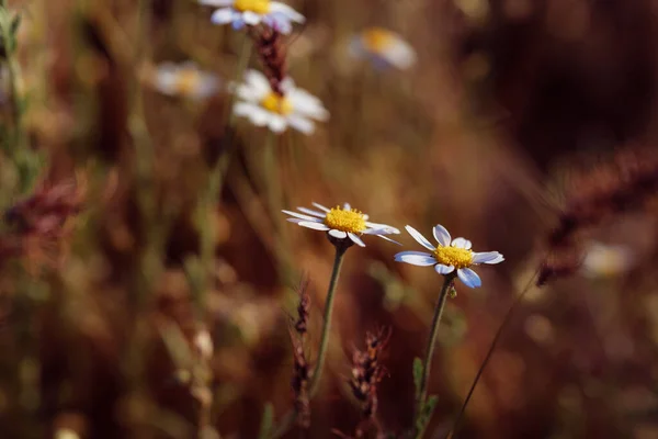 Schöne Blumen Garten — Stockfoto