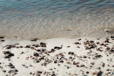 dalgalı ve kabuklu deniz kumsalı