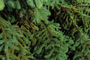 Ormanda iğneleri olan yeşil ladin dalı