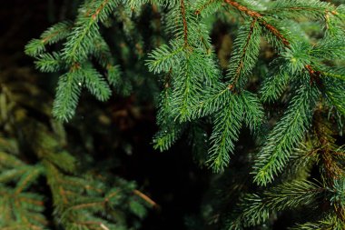 Ormanda iğneleri olan yeşil ladin dalı