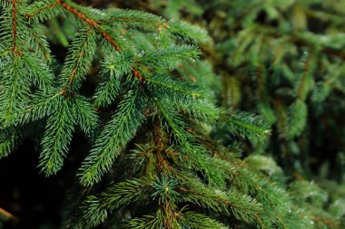 Ormanda iğneleri olan yeşil ladin dalı