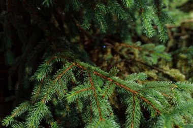 Ormanın arka planında koni bulunan yeşil ladin dalı.