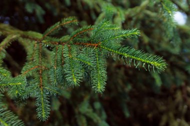 Ormanın arka planında iğneler olan yeşil köknar dalı