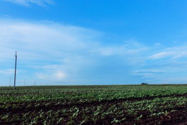 Sabah yeşil mısır tarlası