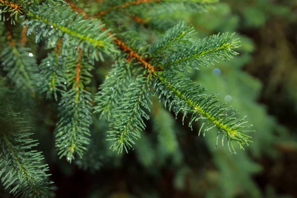 Branche Épinette Verte Avec Aiguilles Dans Forêt — Photo