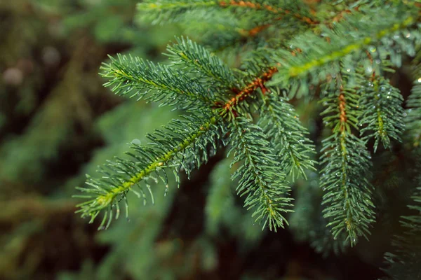 Branche Épinette Verte Avec Aiguilles Dans Forêt — Photo