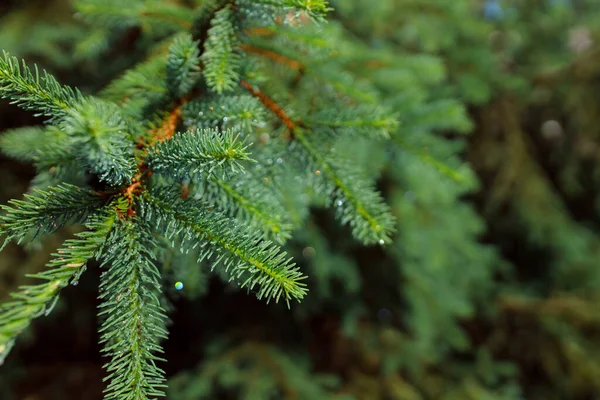 Ormanda iğneleri olan yeşil ladin dalı