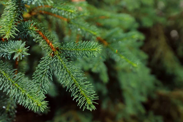 Green Spruce Branch Needles Forest — Stock Photo, Image