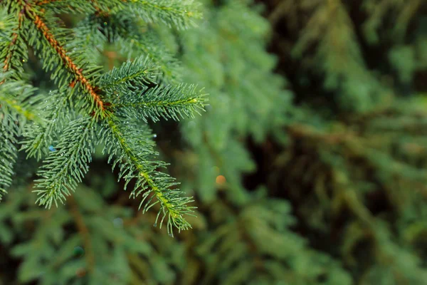 Πράσινο Κλαδί Ερυθρελάτης Βελόνες Στο Δάσος — Φωτογραφία Αρχείου