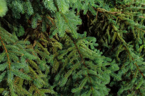 Ormanda iğneleri olan yeşil ladin dalı