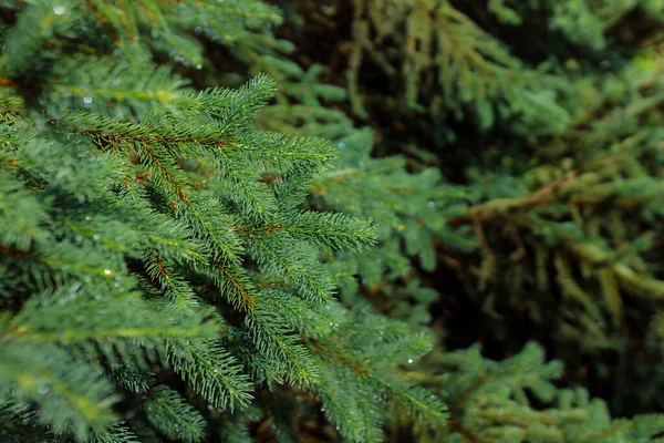 Πράσινο Κλαδί Ερυθρελάτης Βελόνες Στο Δάσος — Φωτογραφία Αρχείου