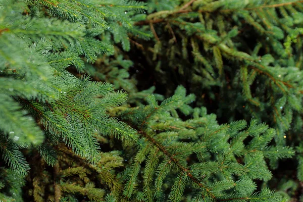 Green Spruce Branch Needles Forest — Stock Photo, Image