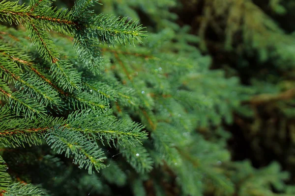 Branche Épinette Verte Avec Aiguilles Dans Forêt — Photo