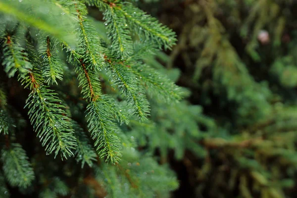 Green Spruce Branch Needles Forest — Stock Photo, Image