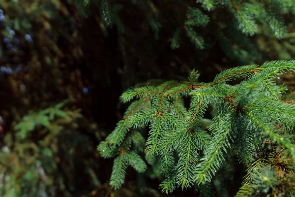 Groene Dennenboom Tak Met Naalden Een Achtergrond Van Het Bos — Stockfoto