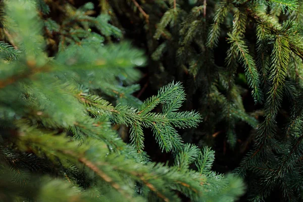 Green Spruce Branch Cones Background Forest — Stock Photo, Image