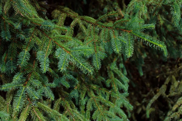 Ormanın arka planında iğneler olan yeşil köknar dalı.